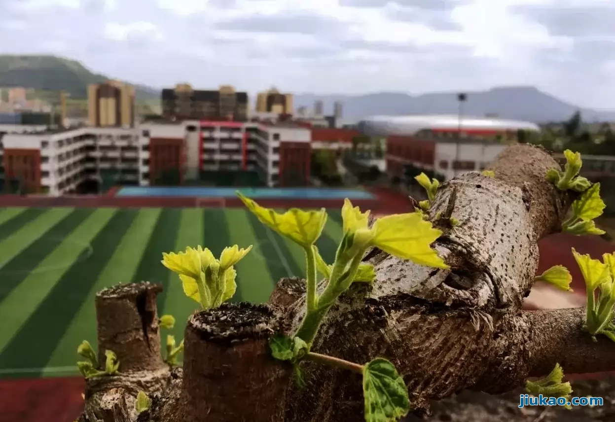 巴中棠湖外语实验学校4