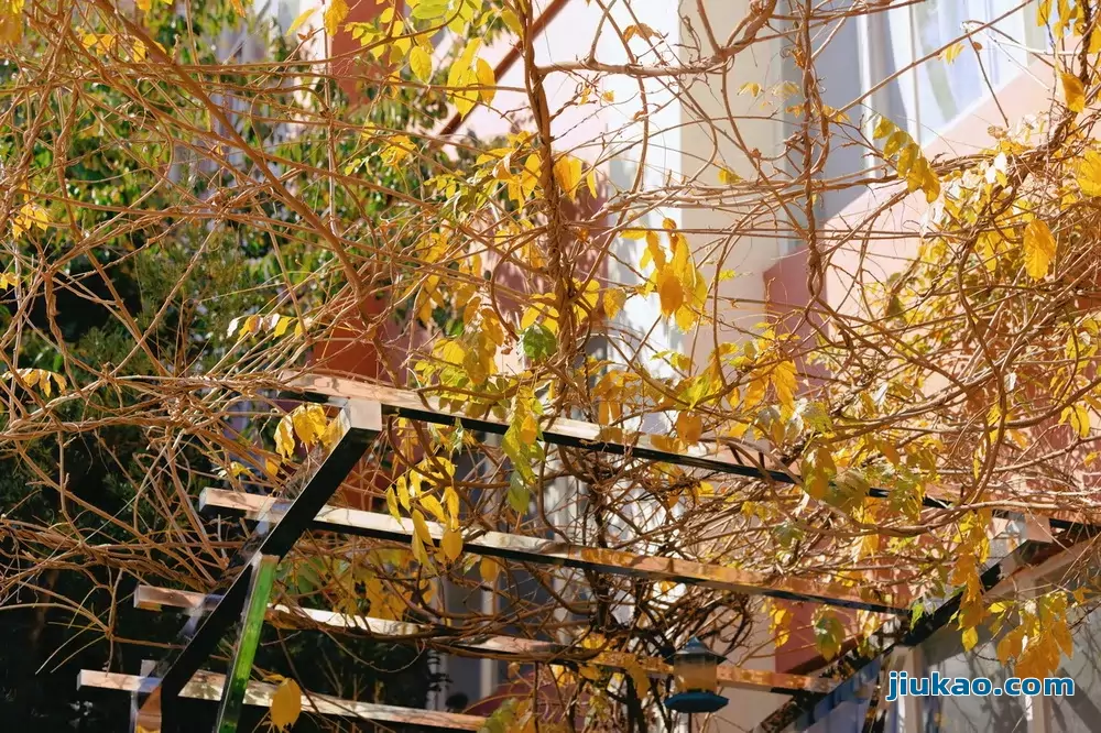 昆明市官渡区钟英学校校园环境图片2