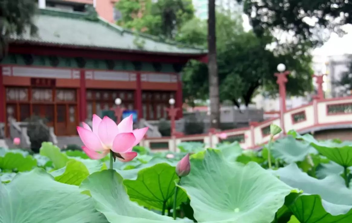 广州市执信中学
