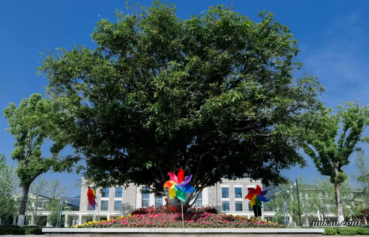 杭州银湖实验小学3