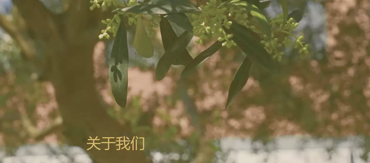 杭州橄榄树学校