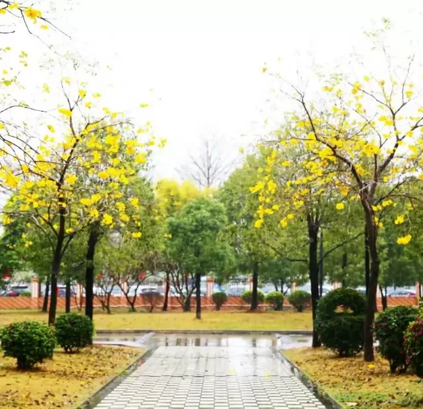 东莞市光正实验学校